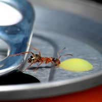 Food Eating Outdoor Picnic Wasps Ants