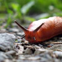 Slugs Slug Pellets Metaldehyde