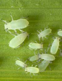 Aphid Greenfly Blackfly Sap-sucking