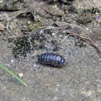 Woodlouse Crustacean Silverfish Insect