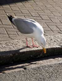 Pigeon Pest Birds Starling Gulls Food