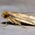 Types of Textile Pests