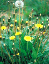 Annual Weeds Weed Chickweed Groundsel