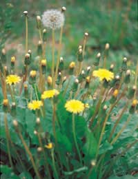 Weeds Garden Controlling Weeds Weed