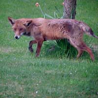 Rabbits Pets Urban Foxes Garden Advice