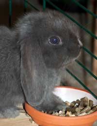 Mouse proof rabbit deals hutch