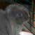 Do Rabbit Droppings Attract Mice or Rats?